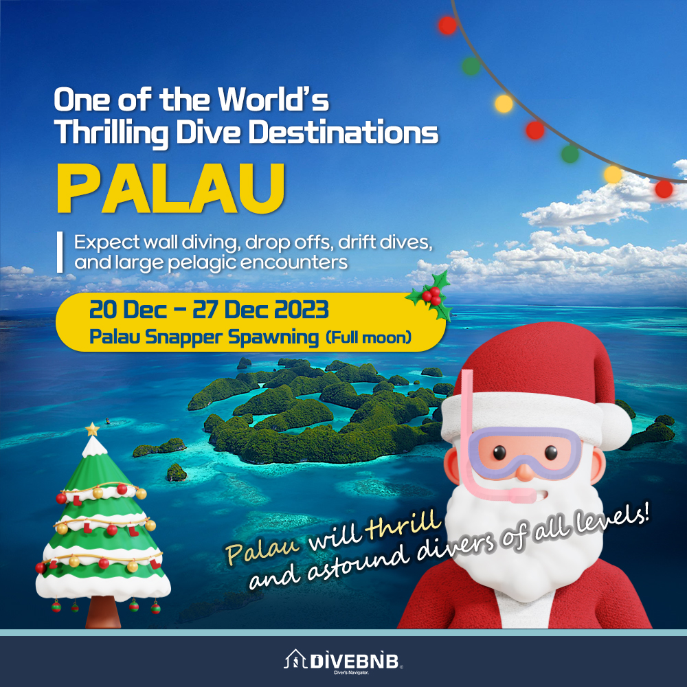 20 Dec - 27 Dec 2023 Palau Snapper Spawning (Full Moon) Christmas Liveaboard Excursion