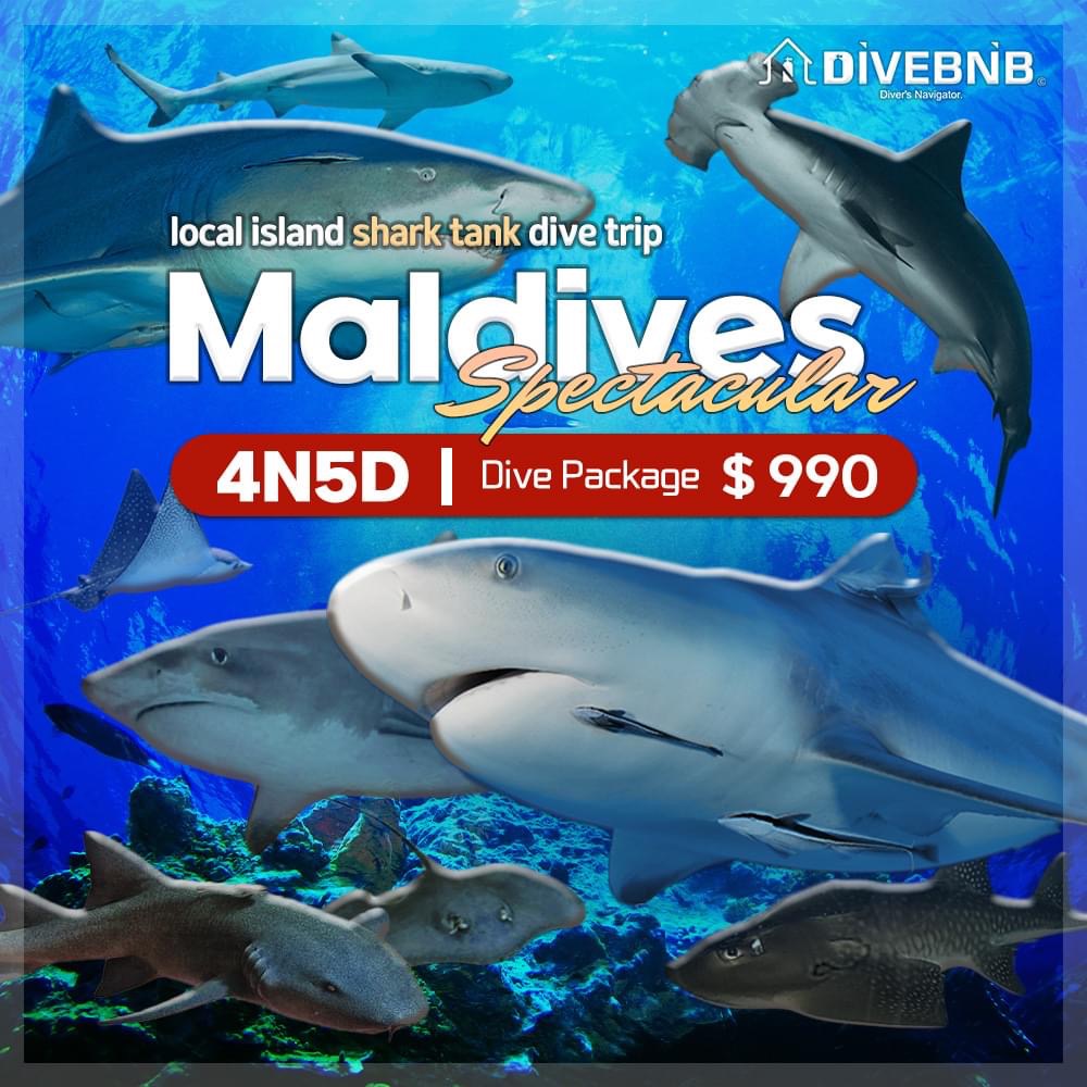 4N/5D Spectacular Maldives Dive Package 